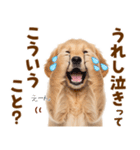 毎日使える！感情豊かで可愛いゴールデン（個別スタンプ：7）