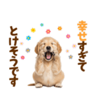 毎日使える！感情豊かで可愛いゴールデン（個別スタンプ：8）