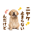 毎日使える！感情豊かで可愛いゴールデン（個別スタンプ：10）