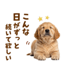 毎日使える！感情豊かで可愛いゴールデン（個別スタンプ：11）