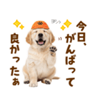 毎日使える！感情豊かで可愛いゴールデン（個別スタンプ：12）