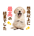 毎日使える！感情豊かで可愛いゴールデン（個別スタンプ：13）