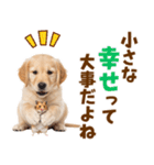 毎日使える！感情豊かで可愛いゴールデン（個別スタンプ：14）
