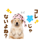 毎日使える！感情豊かで可愛いゴールデン（個別スタンプ：15）