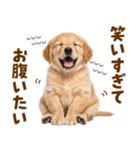 毎日使える！感情豊かで可愛いゴールデン（個別スタンプ：16）