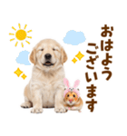 毎日使える！感情豊かで可愛いゴールデン（個別スタンプ：17）