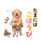 毎日使える！感情豊かで可愛いゴールデン（個別スタンプ：20）
