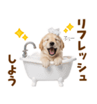 毎日使える！感情豊かで可愛いゴールデン（個別スタンプ：21）