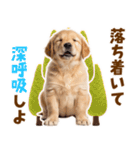 毎日使える！感情豊かで可愛いゴールデン（個別スタンプ：22）