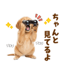 毎日使える！感情豊かで可愛いゴールデン（個別スタンプ：23）