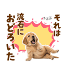 毎日使える！感情豊かで可愛いゴールデン（個別スタンプ：24）