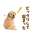 毎日使える！感情豊かで可愛いゴールデン（個別スタンプ：25）