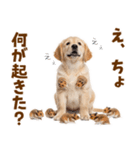 毎日使える！感情豊かで可愛いゴールデン（個別スタンプ：26）