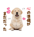 毎日使える！感情豊かで可愛いゴールデン（個別スタンプ：27）