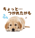 毎日使える！感情豊かで可愛いゴールデン（個別スタンプ：28）