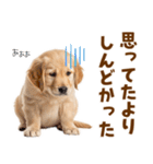 毎日使える！感情豊かで可愛いゴールデン（個別スタンプ：29）