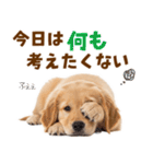 毎日使える！感情豊かで可愛いゴールデン（個別スタンプ：30）