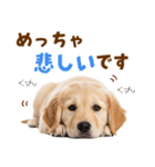 毎日使える！感情豊かで可愛いゴールデン（個別スタンプ：31）