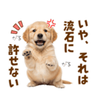 毎日使える！感情豊かで可愛いゴールデン（個別スタンプ：32）