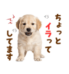毎日使える！感情豊かで可愛いゴールデン（個別スタンプ：33）