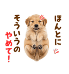 毎日使える！感情豊かで可愛いゴールデン（個別スタンプ：34）