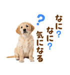 毎日使える！感情豊かで可愛いゴールデン（個別スタンプ：35）