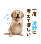 毎日使える！感情豊かで可愛いゴールデン（個別スタンプ：36）
