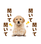 毎日使える！感情豊かで可愛いゴールデン（個別スタンプ：38）