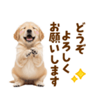 毎日使える！感情豊かで可愛いゴールデン（個別スタンプ：39）