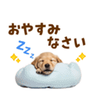 毎日使える！感情豊かで可愛いゴールデン（個別スタンプ：40）
