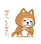 nobobi 柴わんこ（個別スタンプ：6）