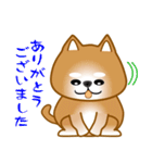 nobobi 柴わんこ（個別スタンプ：11）