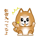 nobobi 柴わんこ（個別スタンプ：27）