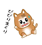 nobobi 柴わんこ（個別スタンプ：34）
