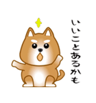 nobobi 柴わんこ（個別スタンプ：35）