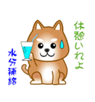nobobi 柴わんこ（個別スタンプ：39）