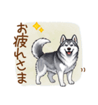 元気いっぱい！ハスキーの日常スタンプ（個別スタンプ：2）