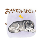 元気いっぱい！ハスキーの日常スタンプ（個別スタンプ：5）