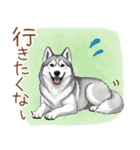 元気いっぱい！ハスキーの日常スタンプ（個別スタンプ：12）