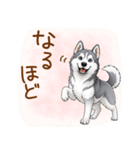 元気いっぱい！ハスキーの日常スタンプ（個別スタンプ：18）