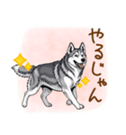 元気いっぱい！ハスキーの日常スタンプ（個別スタンプ：24）