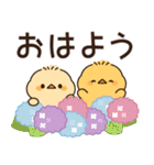 飛び出す♪もっちりヒヨコ兄弟（梅雨）（個別スタンプ：1）