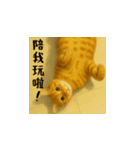 小花と吉利の日常スタンプ（台湾華語）（個別スタンプ：3）