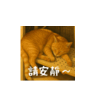 小花と吉利の日常スタンプ（台湾華語）（個別スタンプ：7）