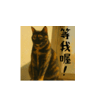 小花と吉利の日常スタンプ（台湾華語）（個別スタンプ：9）