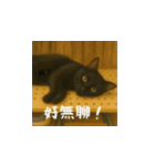 小花と吉利の日常スタンプ（台湾華語）（個別スタンプ：13）