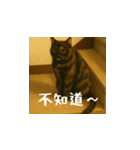 小花と吉利の日常スタンプ（台湾華語）（個別スタンプ：15）
