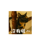 小花と吉利の日常スタンプ（台湾華語）（個別スタンプ：16）