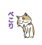 ビジネスに使えるかもしれない猫（個別スタンプ：17）