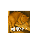 小花と吉利の日常スタンプ（日本語）（個別スタンプ：7）